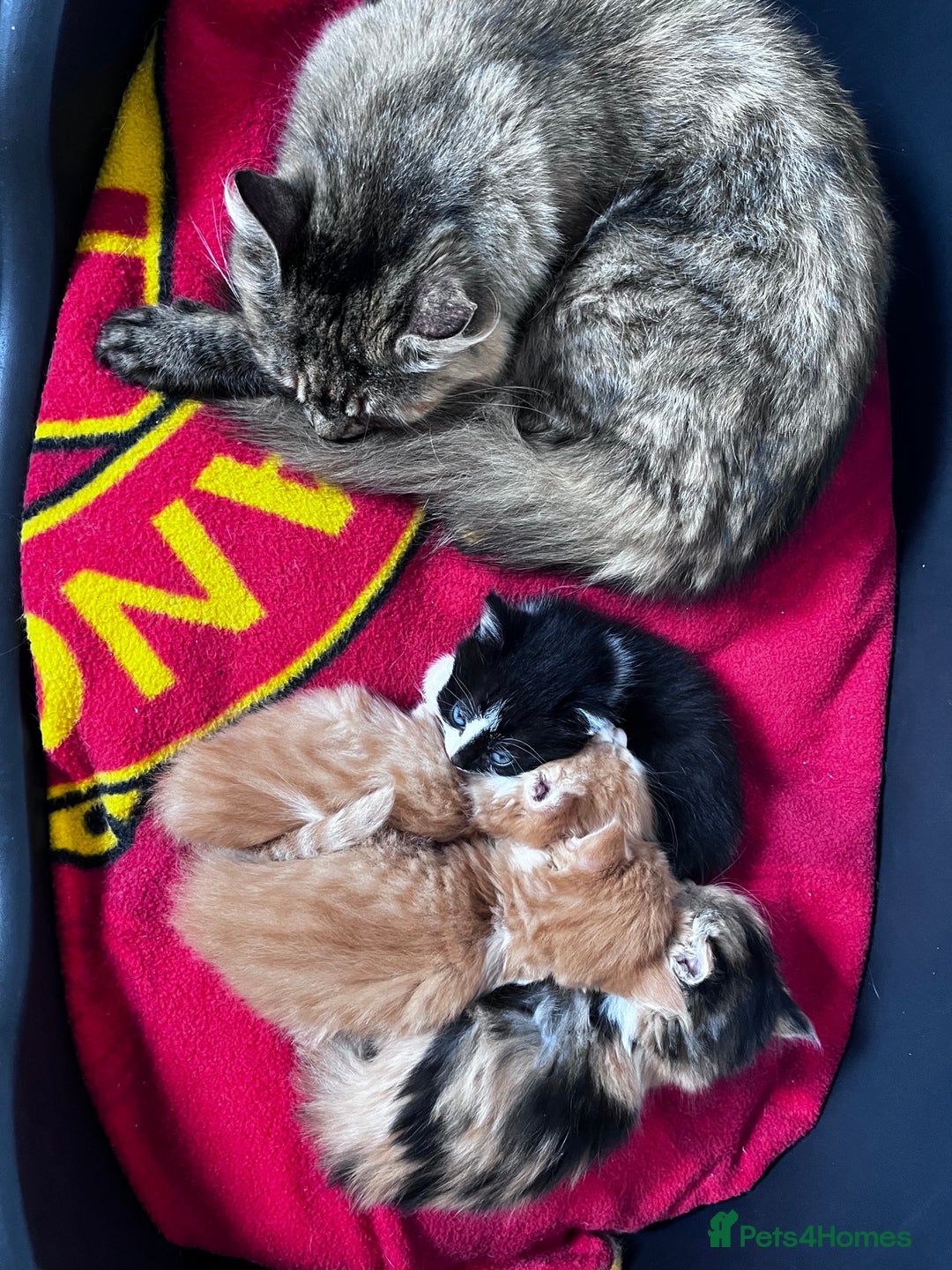 Mixed Breed cats for sale: Beautiful Fluffy Kittens - Advert 5