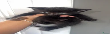 Domestic Shorthair 4