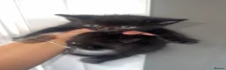 Domestic Shorthair cats for sale: Playful kittens - Advert 5