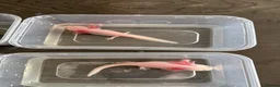 Axolotl reptiles for sale: Rescue Axolotls Looking For New Home  - Advert 13