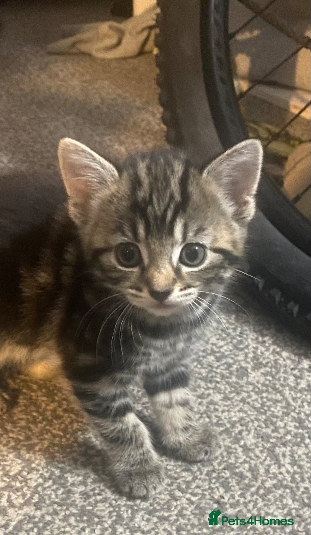 Mixed Breed cats Mixed breed  - Advert 15