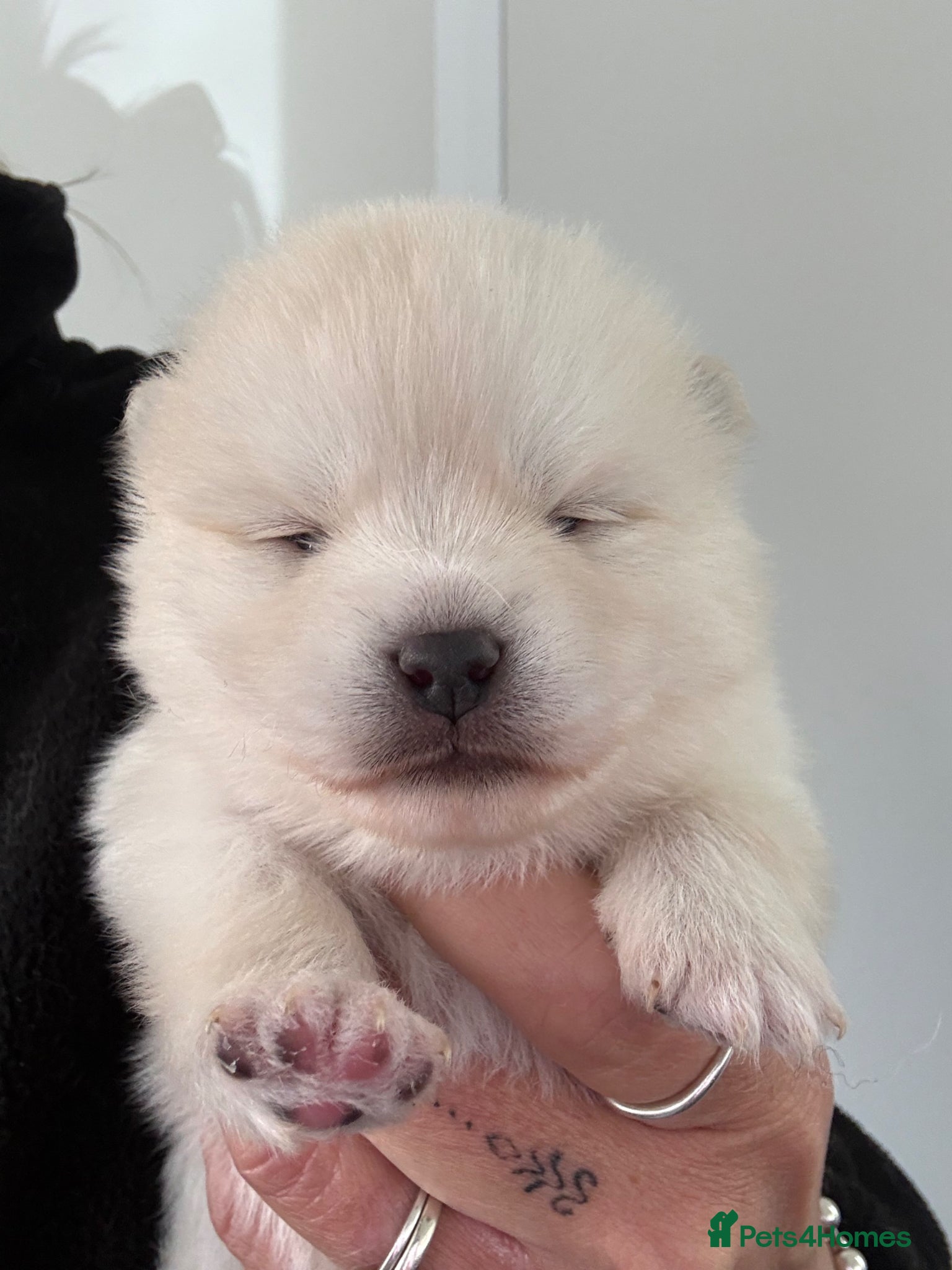 Pomsky dogs Stunning F1B Pomsky’s - Advert 2