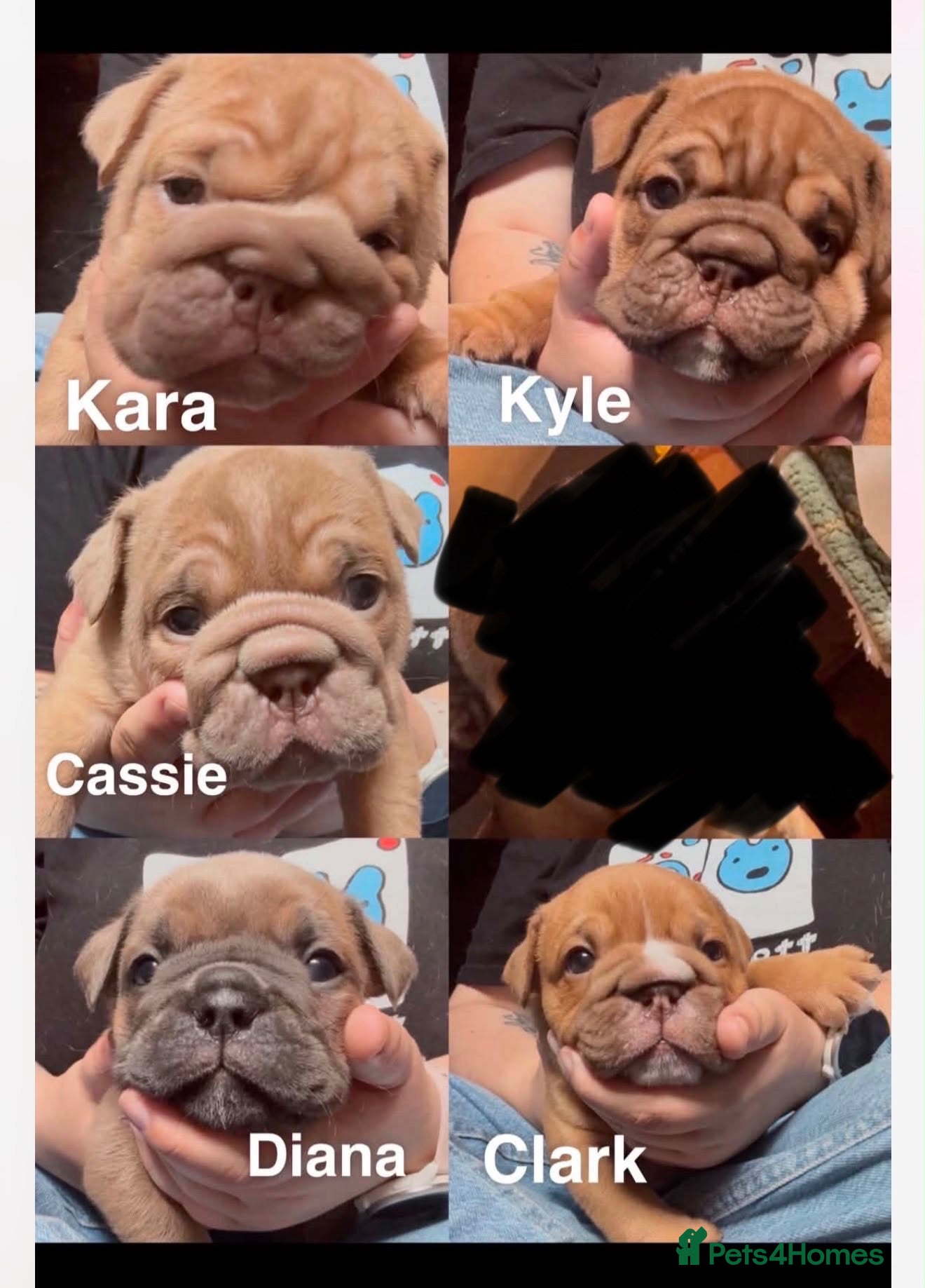 English Bulldog dogs English bulldogs puppies  - Advert 6