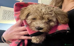 Cavapoochon dogs for sale: 6 beautiful Cavapoochons for sale. Wilmslow. - Image 19