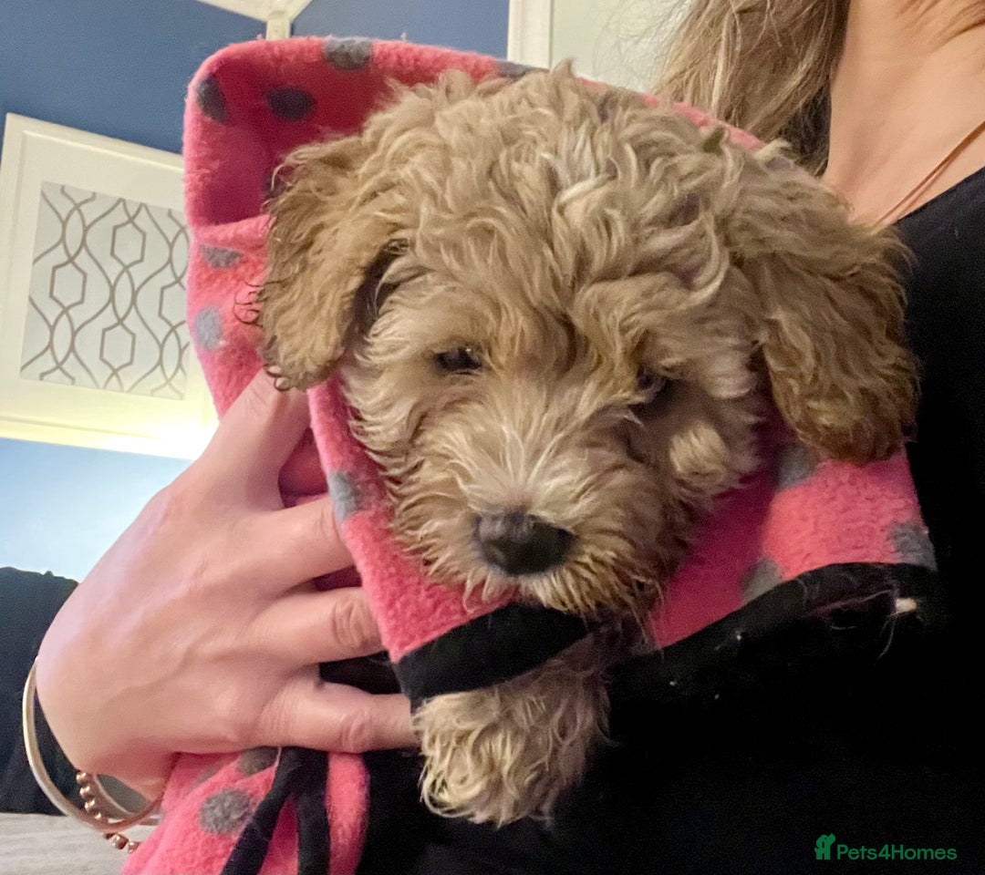 Cavapoochon dogs for sale: 6 beautiful Cavapoochons for sale. Wilmslow. - Image 19