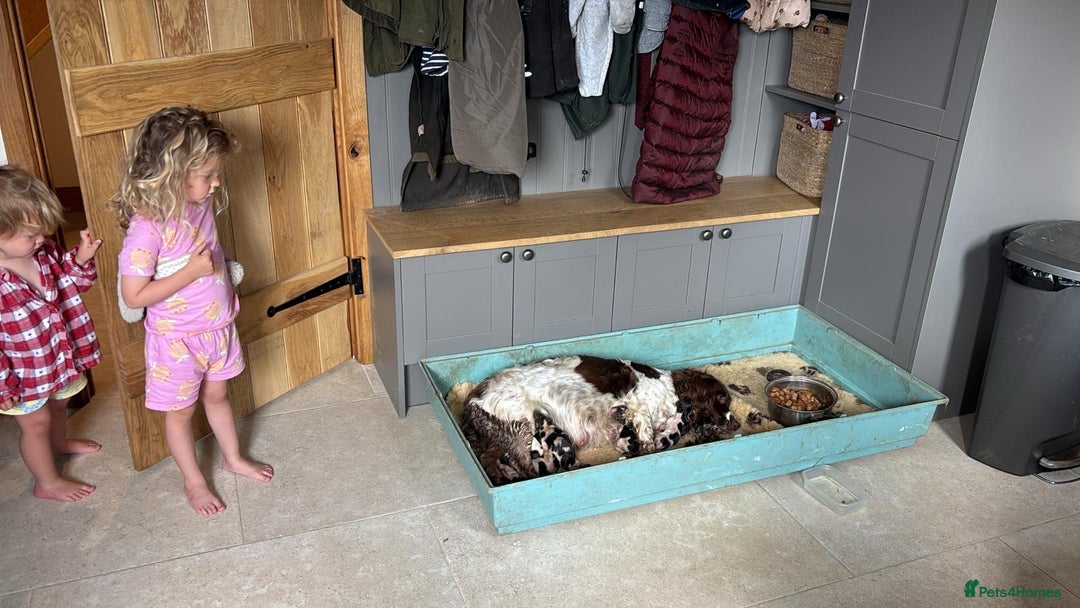 English Springer Spaniel dogs for sale: English Springer Spaniels - Image 19