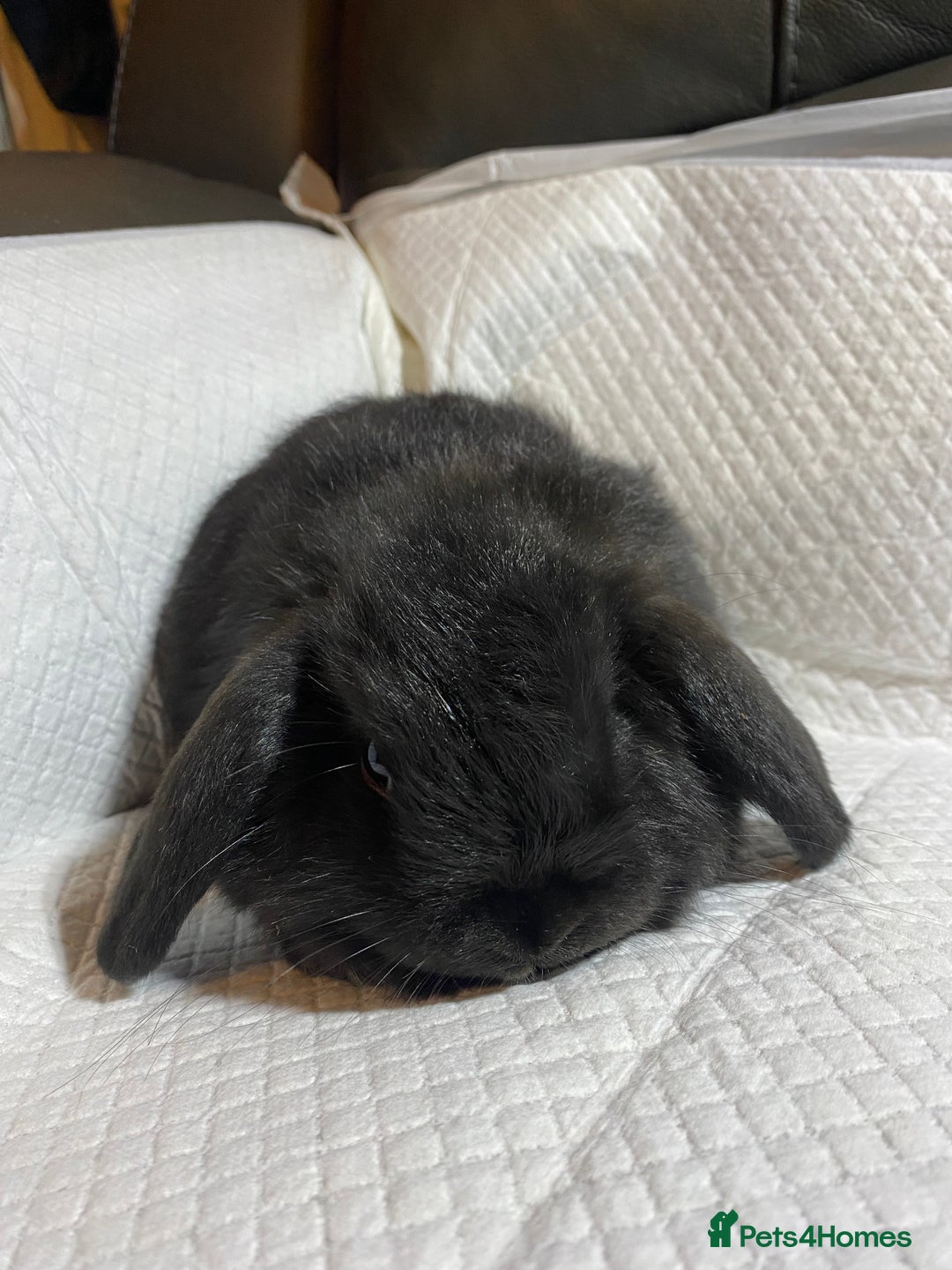 Mini Lop rabbits for sale: Mini lop litter- unusual colours. - Advert 8