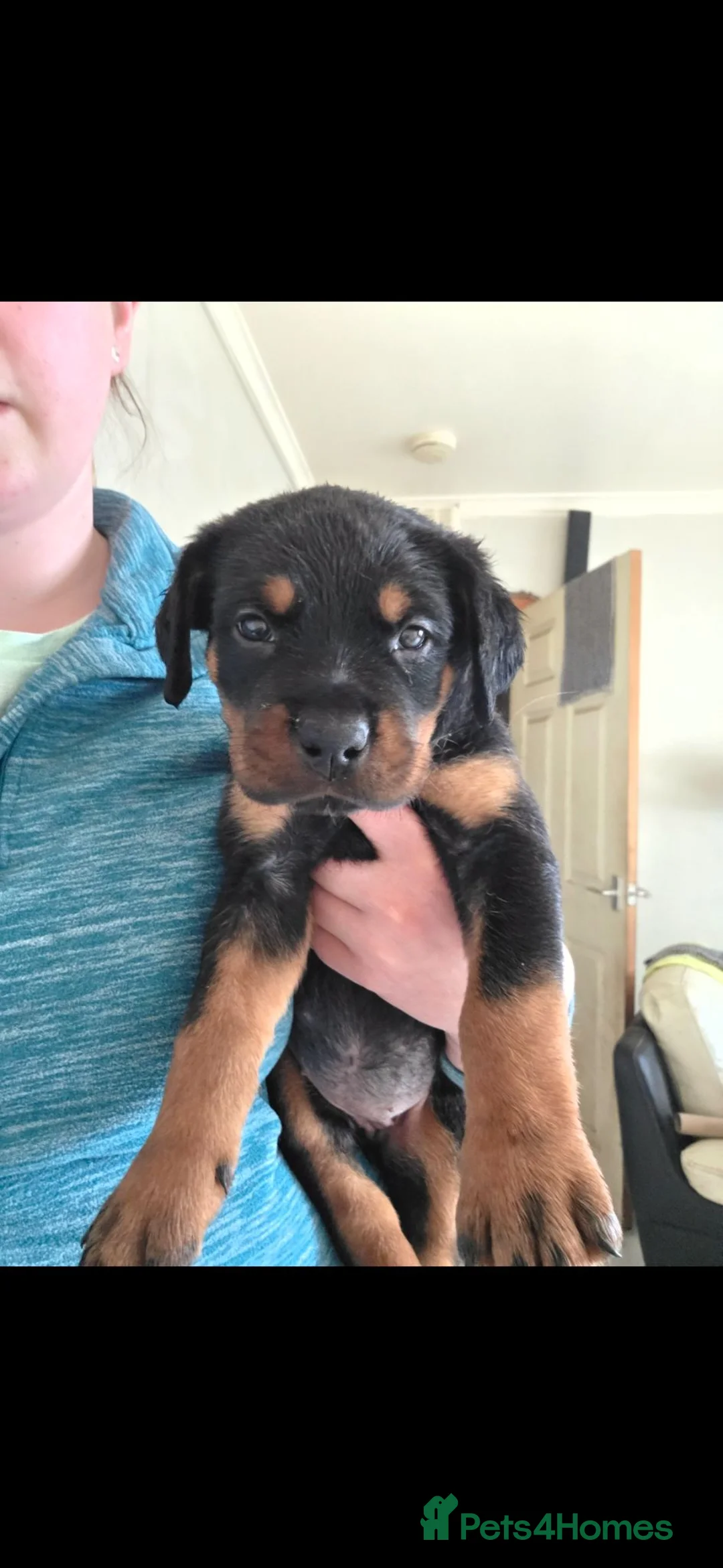 Rottweiler dogs for sale: Rottweiler pups in Falkirk - Advert 5
