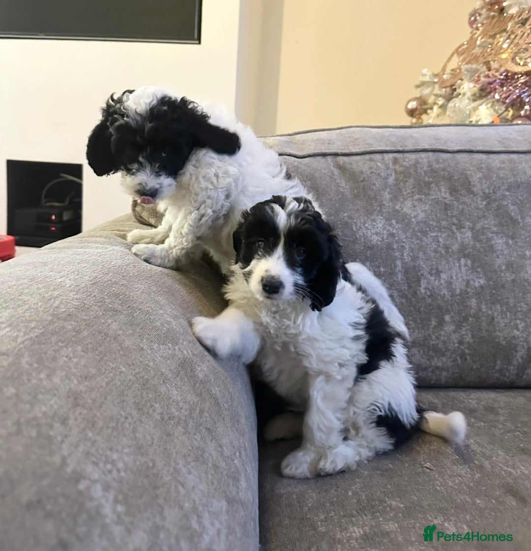 Cockapoo dogs for sale: Beautiful cockapoos for sale - Advert 6