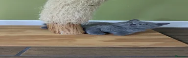 British Shorthair Kitten 3