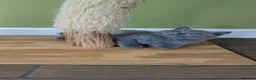British Shorthair cats for sale: Beautiful pedigree kittens  - Advert 11