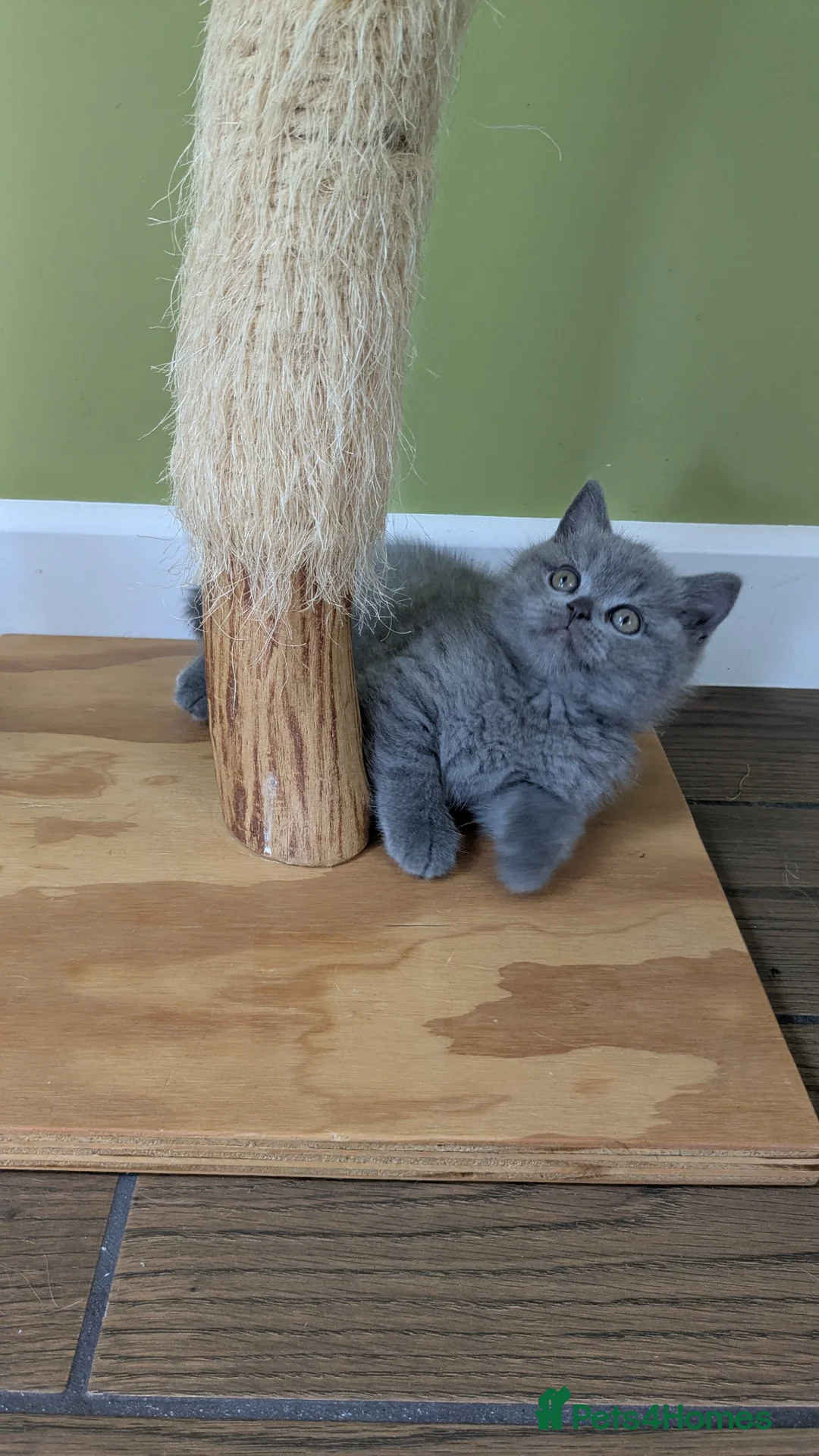British Shorthair cats for sale: Beautiful pedigree kittens  - Advert 11