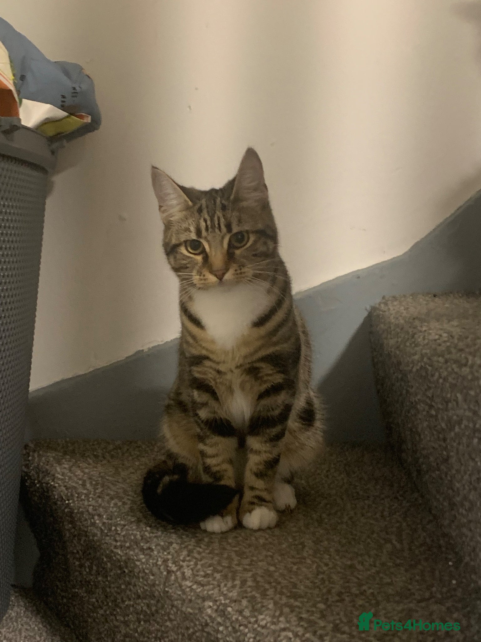 Domestic Shorthair cats URGENT REHOMING kitten  - Advert 3