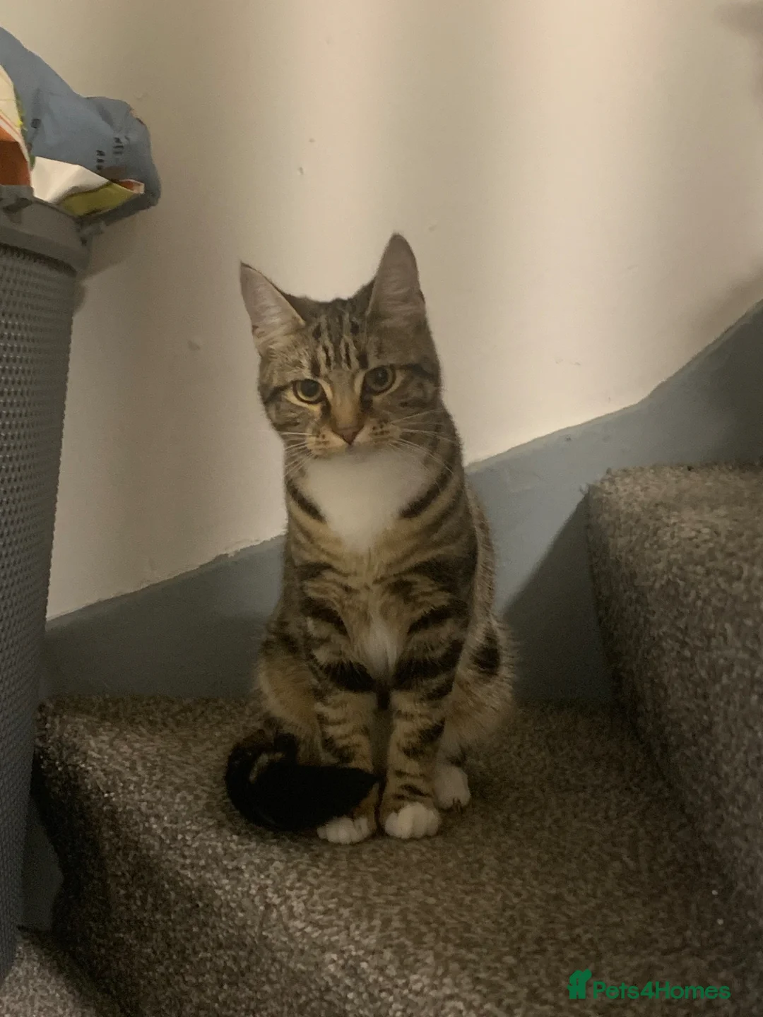 Domestic Shorthair cats for sale: URGENT REHOMING kitten  in Barnsley - Advert 1