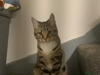 Domestic Shorthair cats URGENT REHOMING kitten - Advert 18