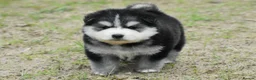 Pomsky dogs for sale: Genuine Pomsky puppies from health tested parents - Advert 8