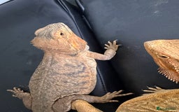 Bearded Dragon reptiles for sale: 3 Bearded dragons  - Advert 3
