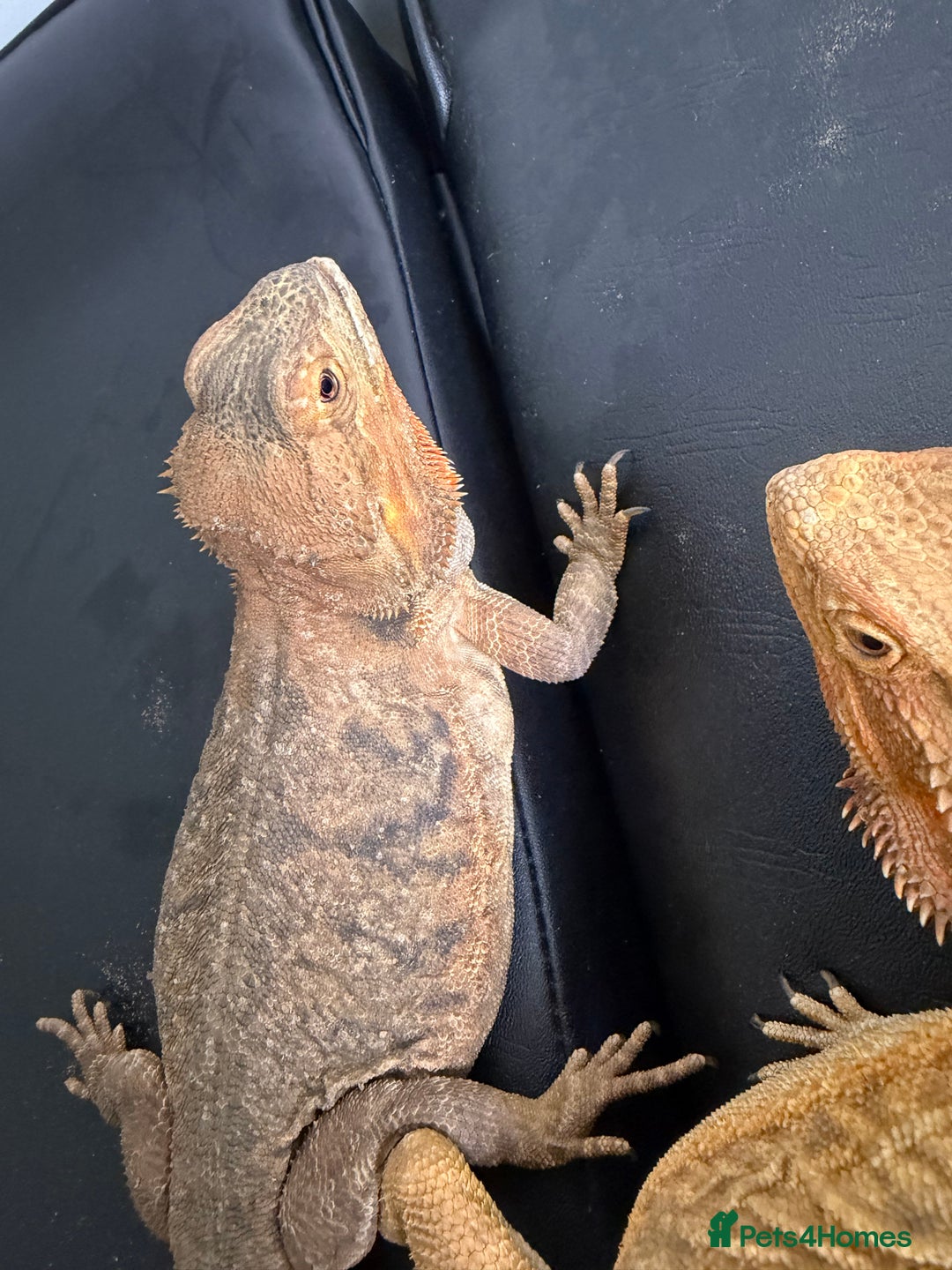 Bearded Dragon reptiles for sale: 3 Bearded dragons  - Advert 3