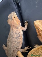 Bearded Dragon reptiles 3 Bearded dragons - Advert 1