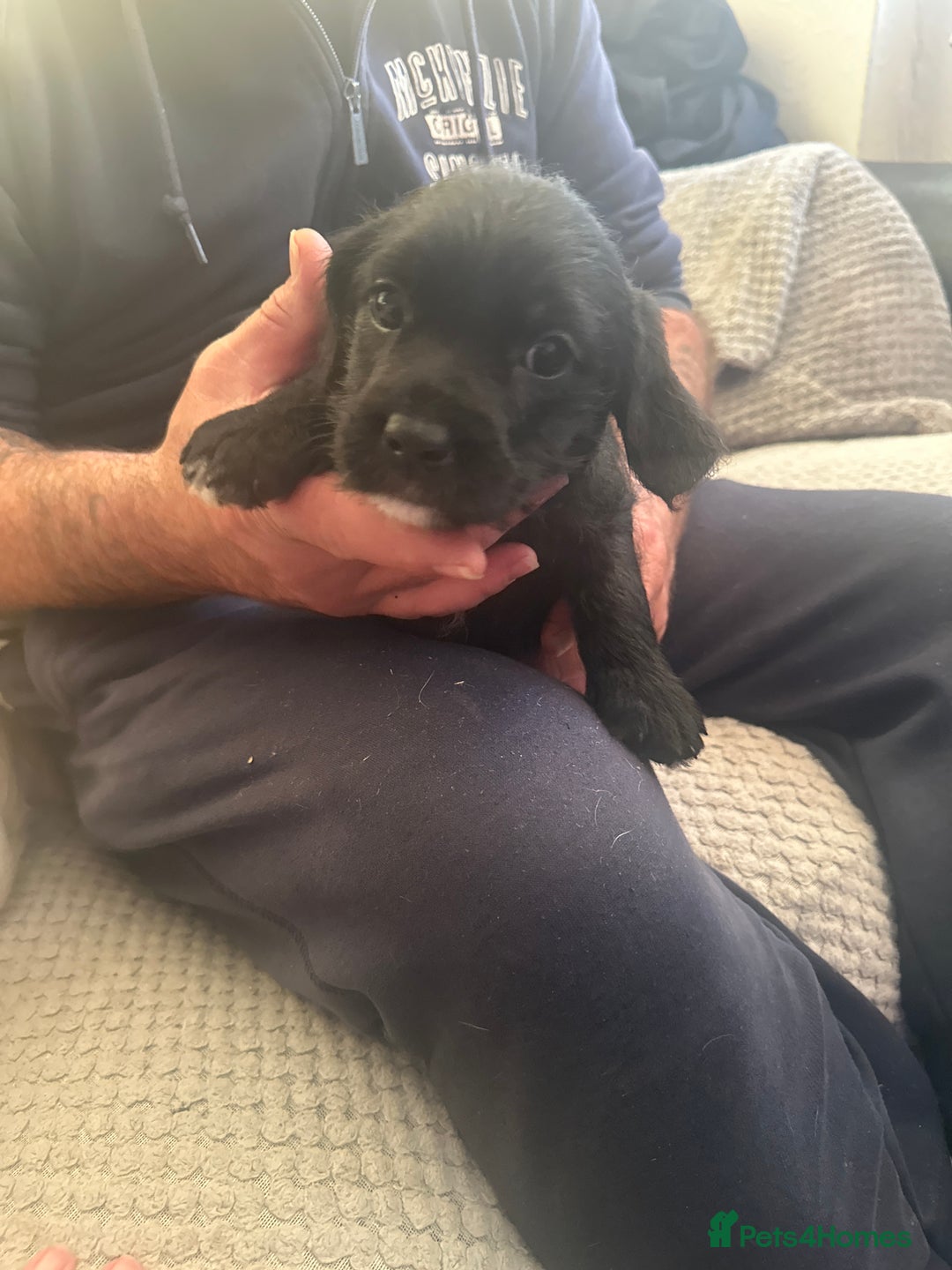 Mixed Breed dogs for sale: 7 beautiful puppies for sale  - Advert 7