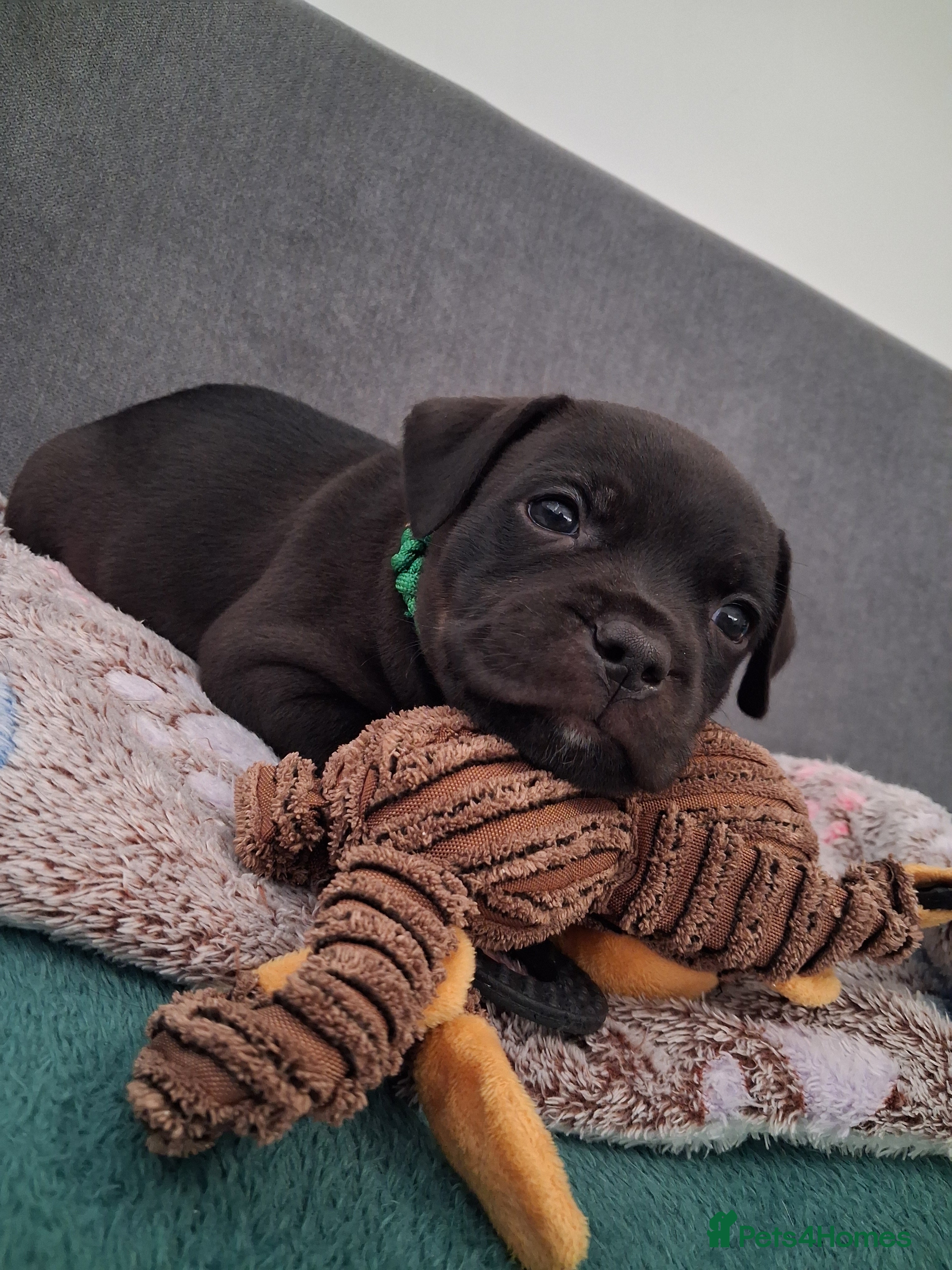 Staffordshire Bull Terrier dogs Show quality Staffordshire Bull Terrier - Advert 4