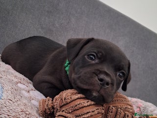 Staffordshire Bull Terrier dogs Show quality Staffordshire Bull Terrier - Advert 6