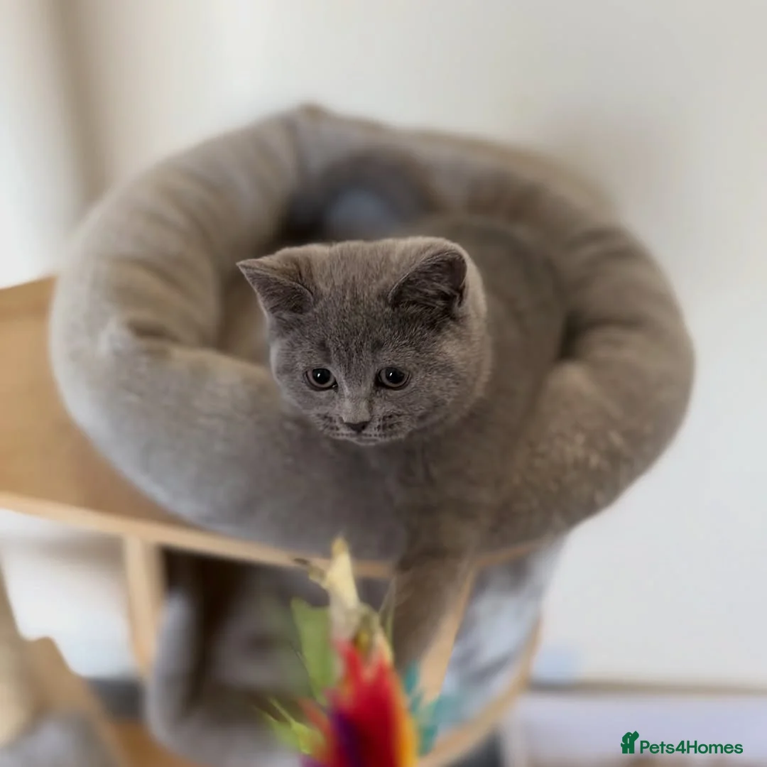 British Shorthair cats for sale: Adorable British Shorthair Kittens  - Advert 10