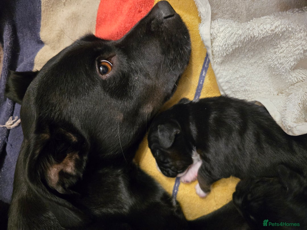 Mixed Breed dogs for sale: Sprocker puppies ready 10th Jan - Advert 10