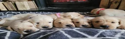 Labrador Retriever dogs for sale: Beautiful chunky lab pups  - Advert 4
