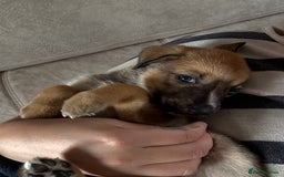 Mixed Breed dogs for sale: Lurcher x German Shepard puppies forsale - Image 5