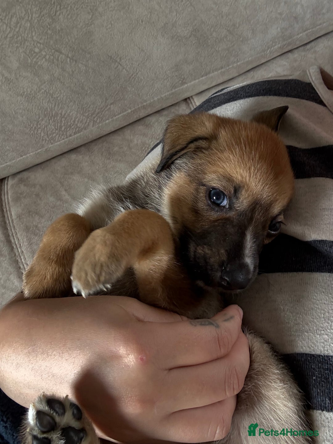 Mixed Breed dogs for sale: Lurcher x German Shepard puppies forsale - Image 5