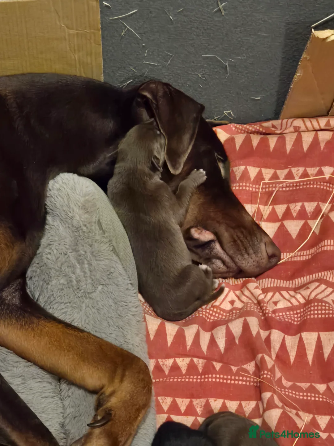 Mixed Breed dogs for sale: Doberman x Collie pups! - Advert 12