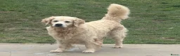 Golden Retriever dogs for sale: 5 year old kc reg fully health tested female  - Advert 2