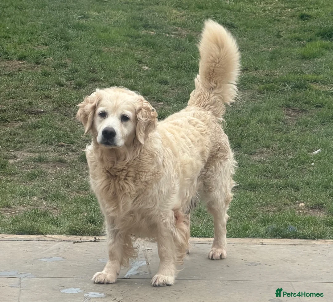 Golden Retriever dogs for sale: 5 year old kc reg fully health tested female  - Advert 2