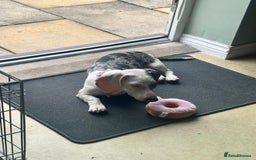 Dachshund dogs for sale: 2 Sausage dog female puppies for sale - Image 3