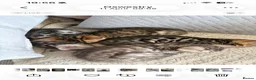 Bengal cats for sale: Mr odin - Advert 3