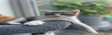 Maine Coon 1