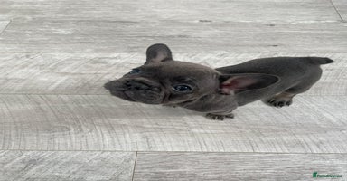 French Bulldog dogs in London - Advert 10