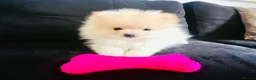 Pomeranian dogs for sale: Adorable little pom-poms looking new parents - Advert 12