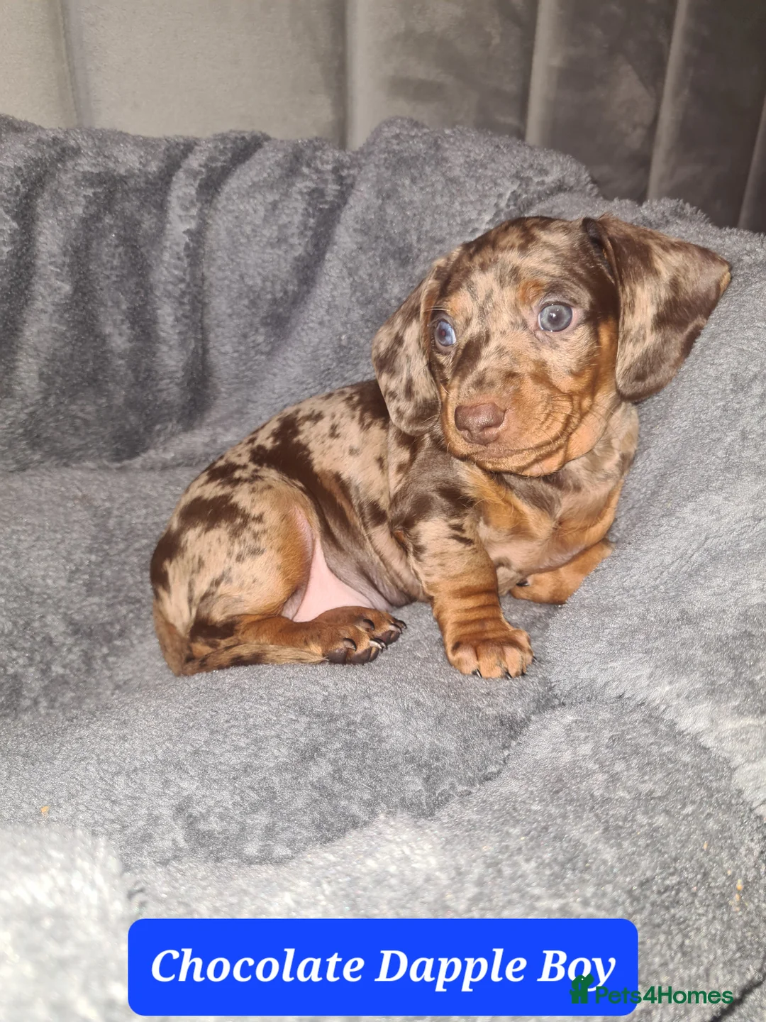 Dachshund dogs for sale: 4 Stunning Dachshund Pups in St Albans - Advert 2