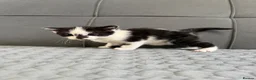 Mixed Breed cats for sale: 4 kittens for sale  - Advert 3