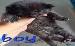 Mixed Breed cats for sale: Kittens DOB 1/8/25 - Image 2