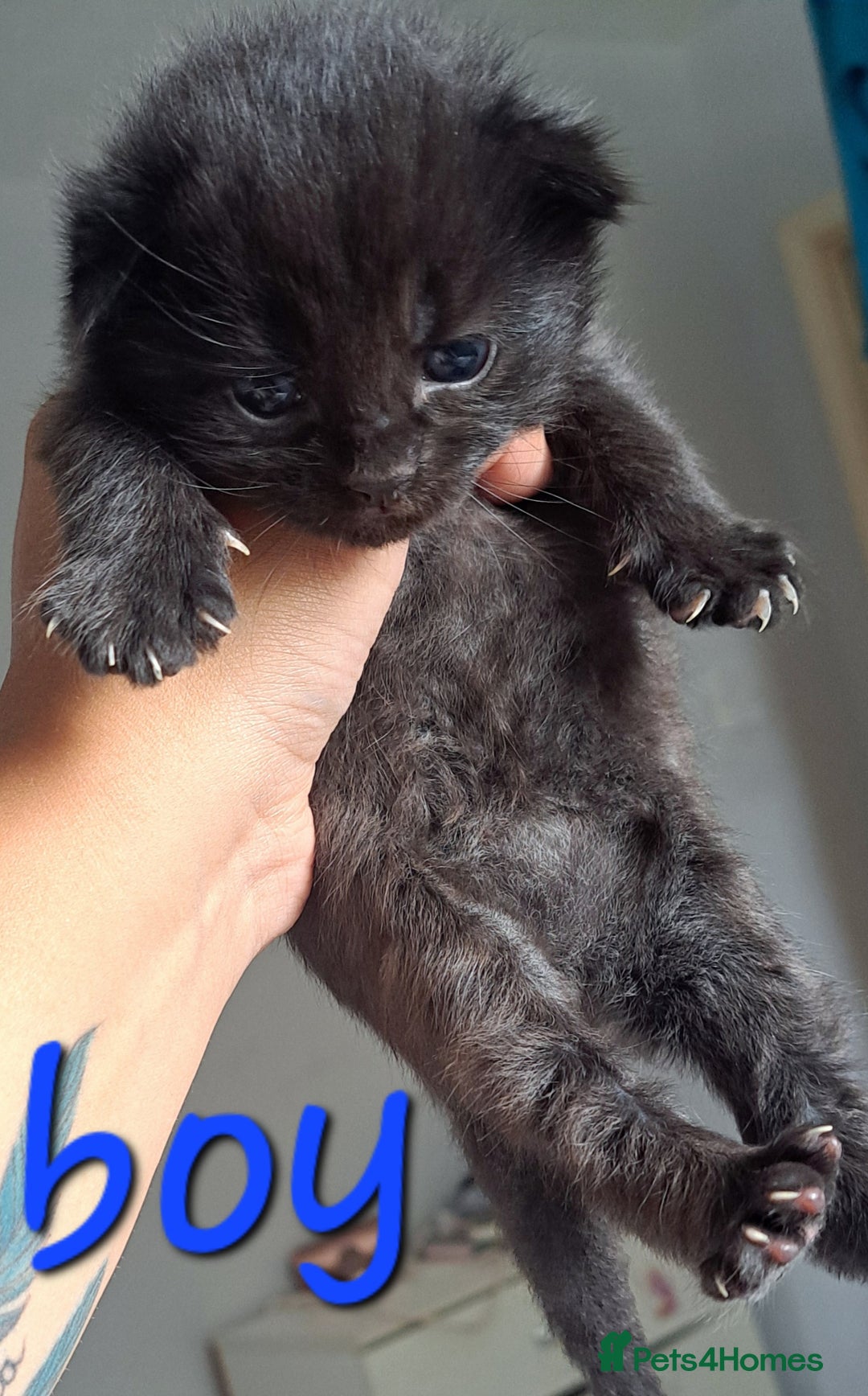 Mixed Breed cats for sale: Kittens DOB 1/8/25 - Image 2