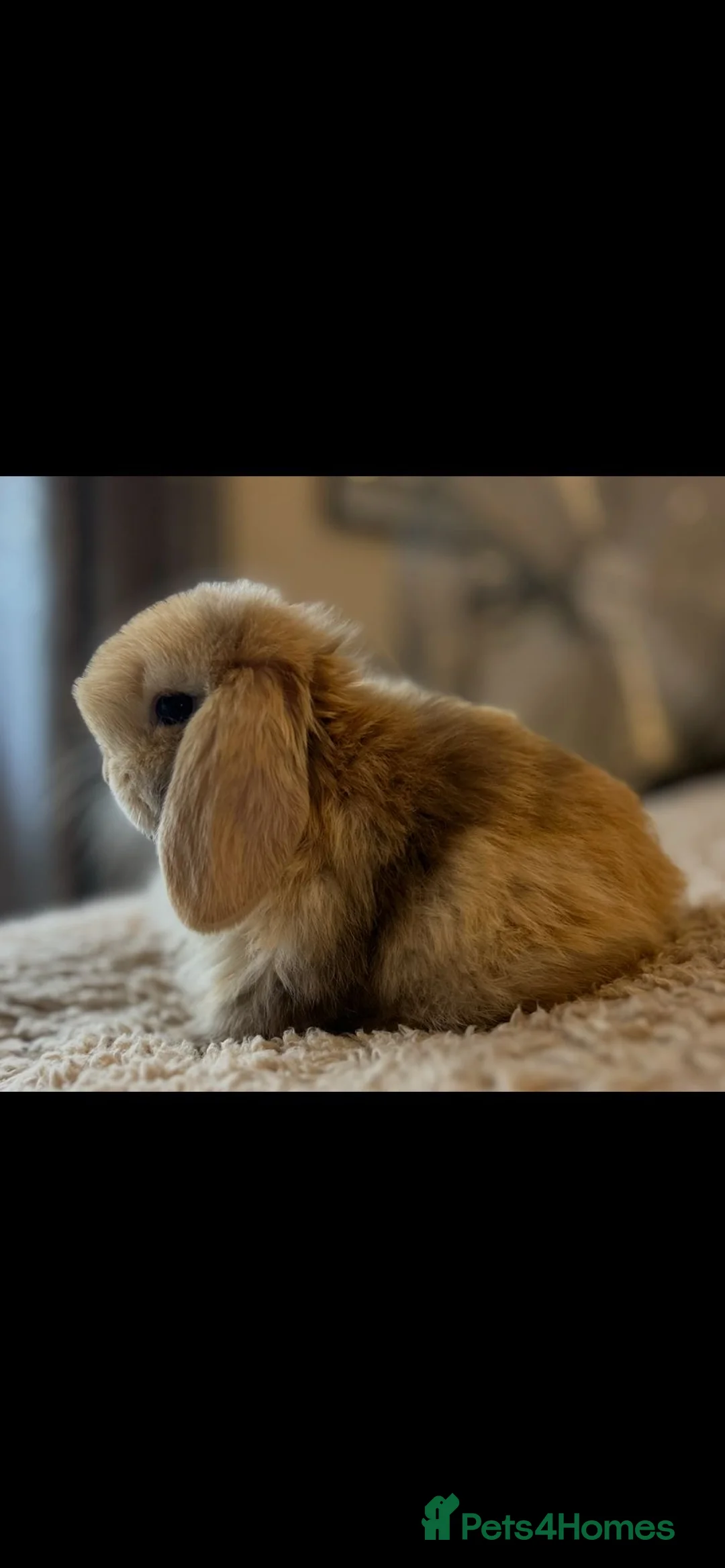 Mini Lop rabbits for sale: PEDIGREE MINI LOP BABIES READY TO RESERVE  - Advert 5