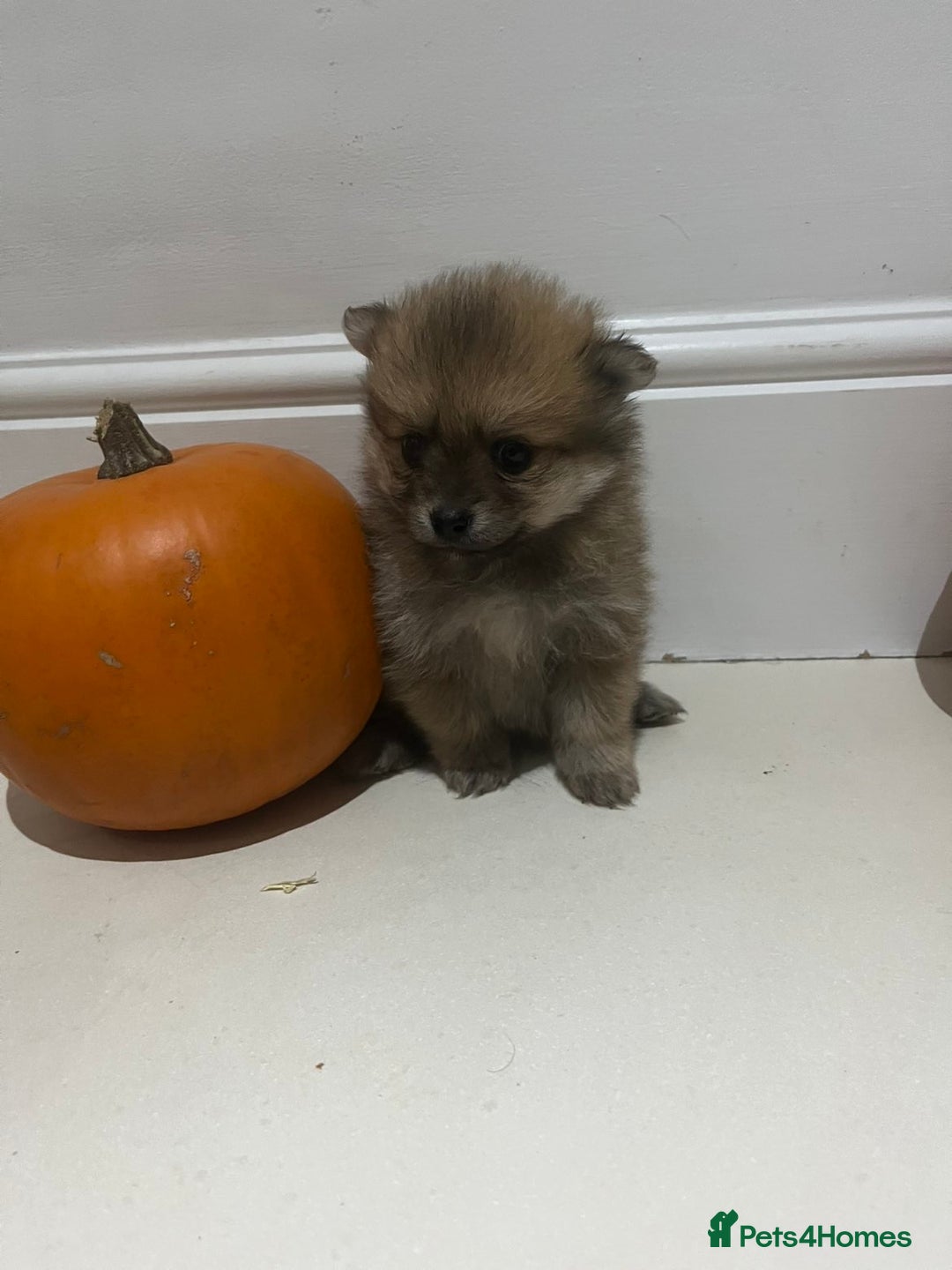 Pomeranian dogs for sale: Pomeranian - Image 5