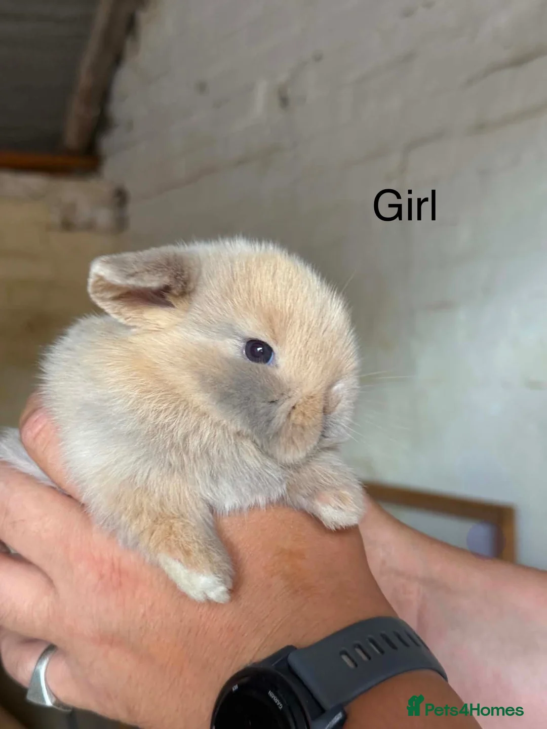 Mini Lop rabbits for sale: Stunning Mini Lops ready to leave now  - Advert 4