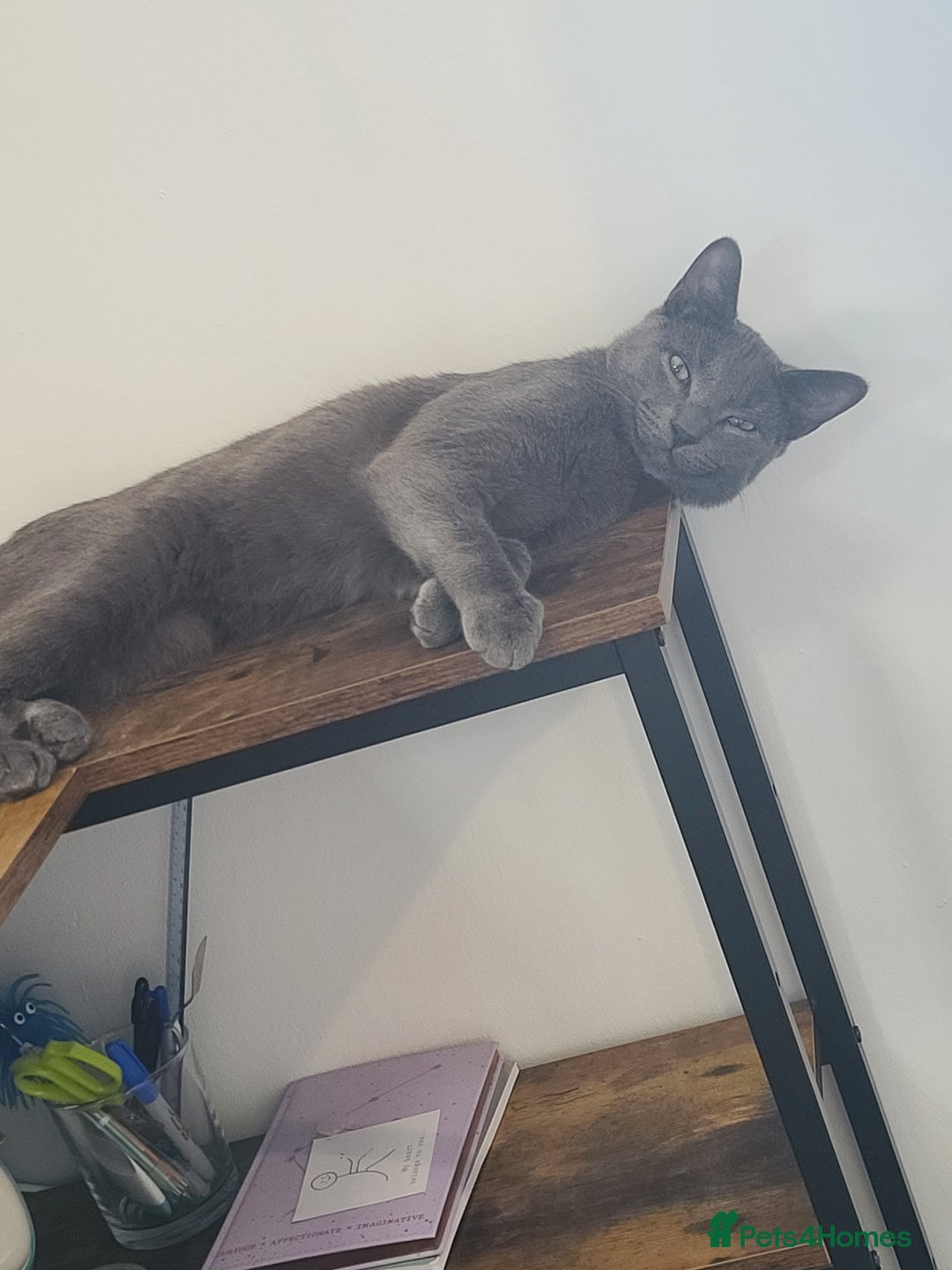 Domestic Shorthair cats for sale: Grey short-haired furr baby - Advert 3