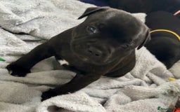 Staffordshire Bull Terrier dogs for sale: Floyd & Sky - Advert 22
