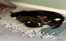 British Shorthair cats for sale: 3 little boy kittens  - Image 4