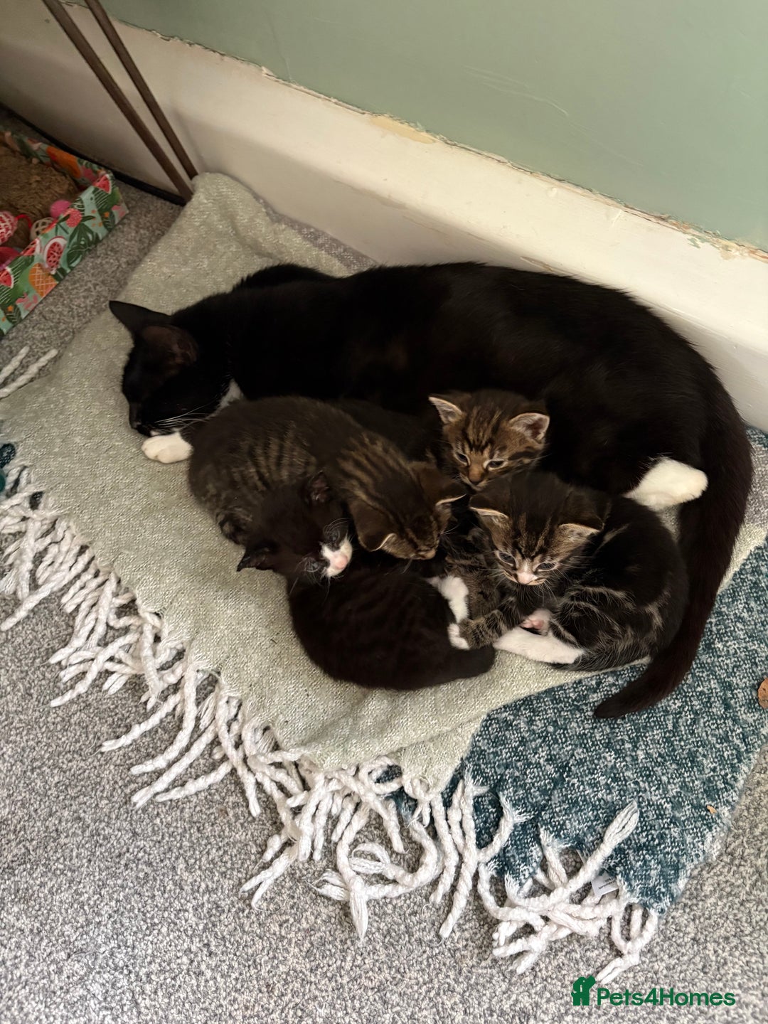 British Shorthair cats for sale: 3 little boy kittens  - Image 4